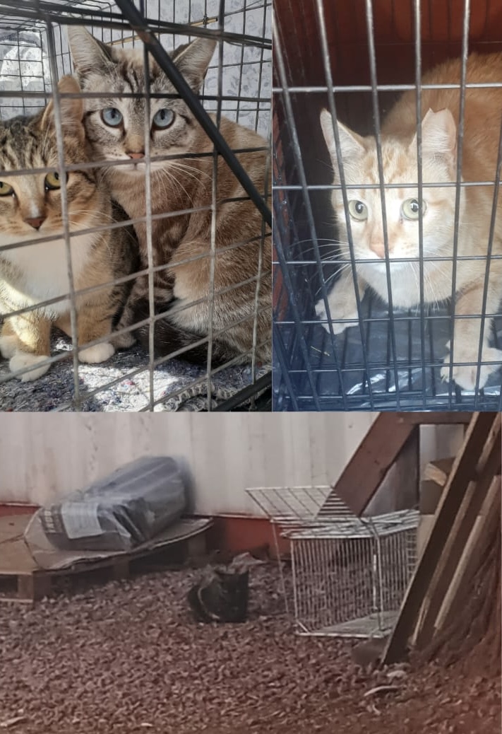 Stray cat in Kathu