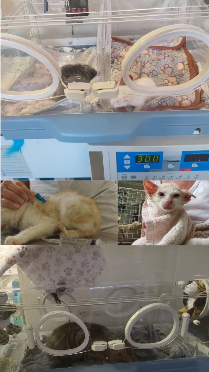 Cat receiving care