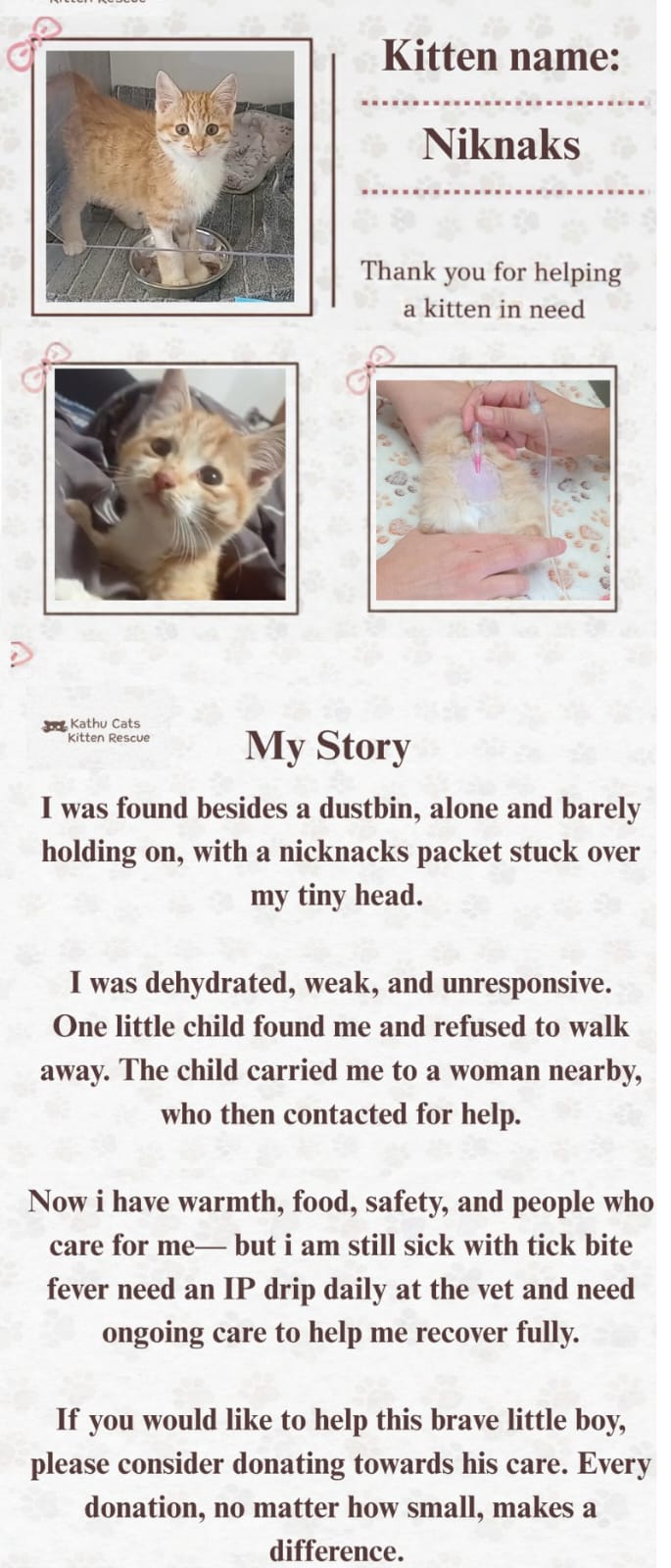 Niknaks — found beside a dustbin with a packet on his head, rescued by a child