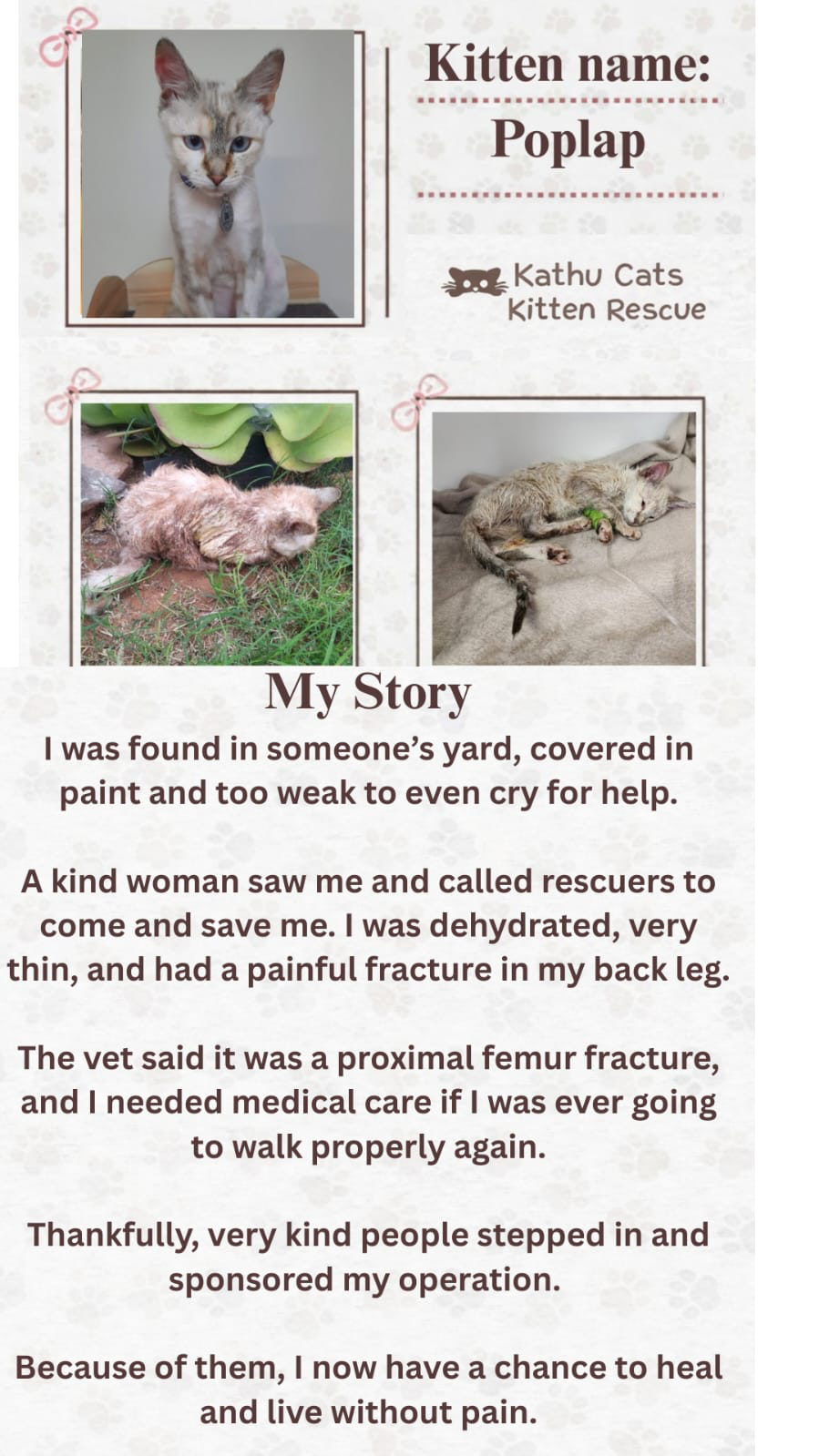 Poplap — found covered in paint with a fractured leg, rescued and sponsored for surgery