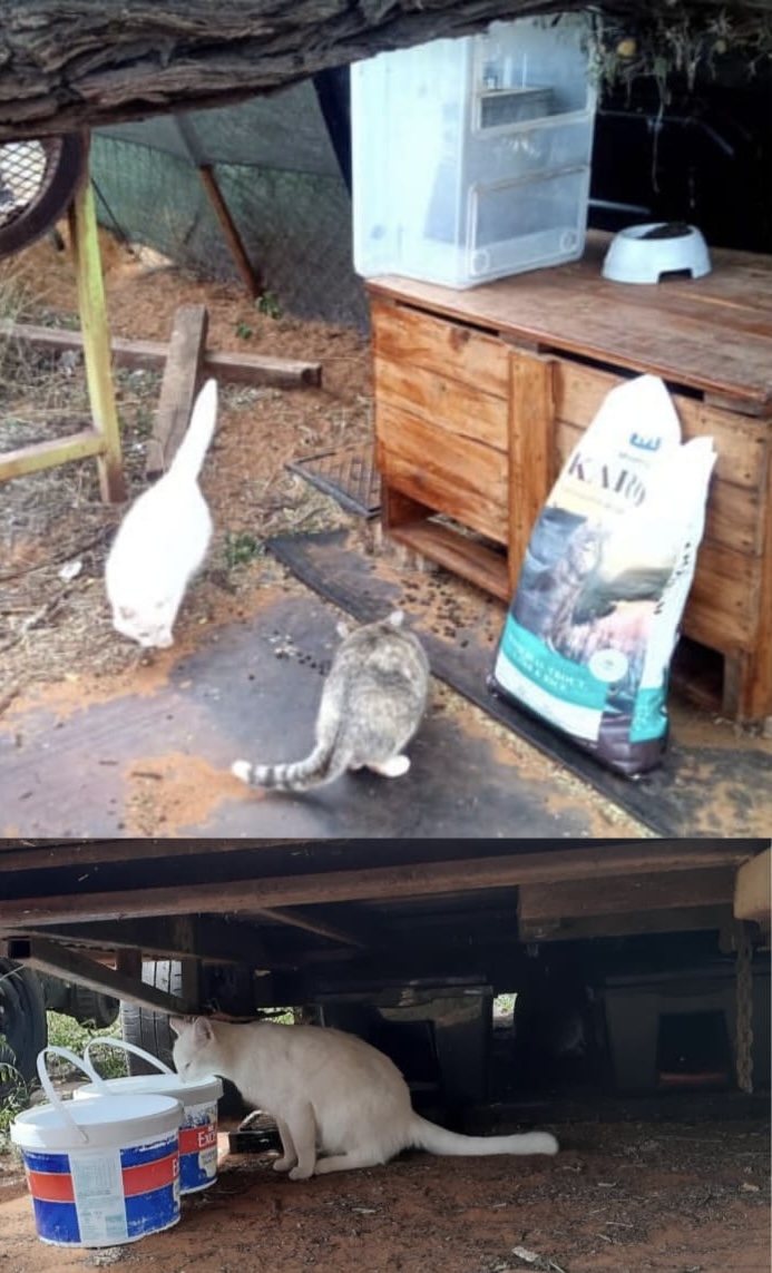 Colony cat feeding station