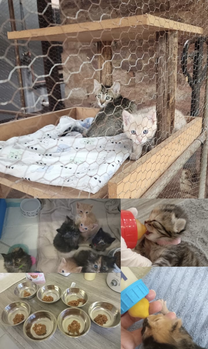 Cat in foster care