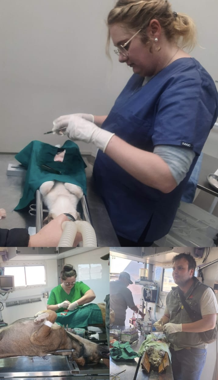Sterilisation programme