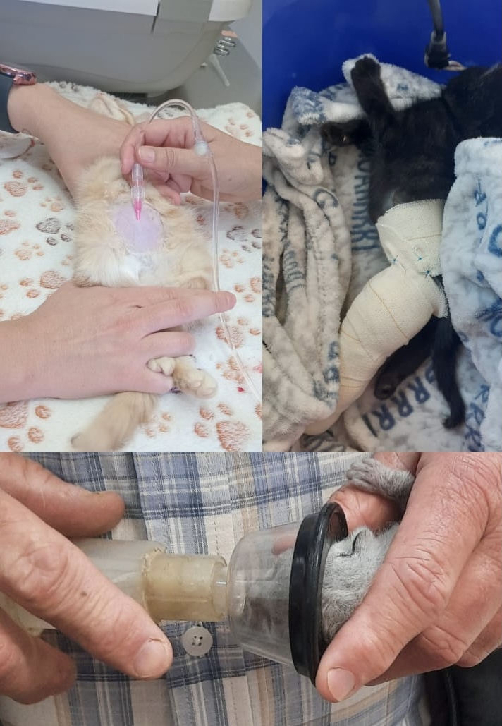 Cat receiving veterinary treatment